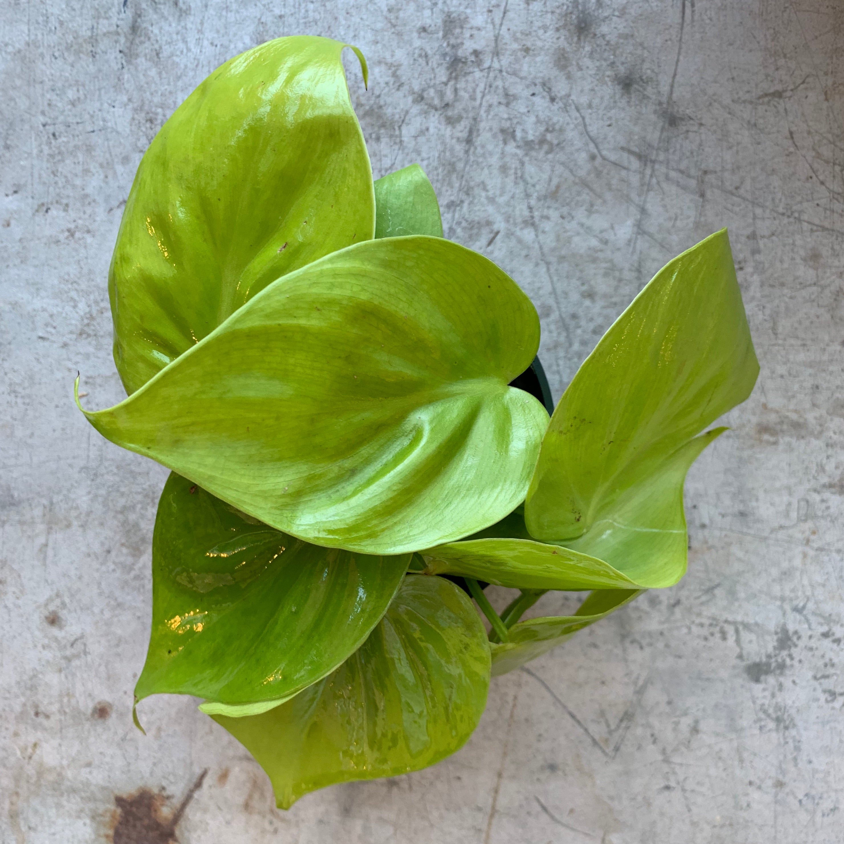Philodendron - Heartleaf Neon