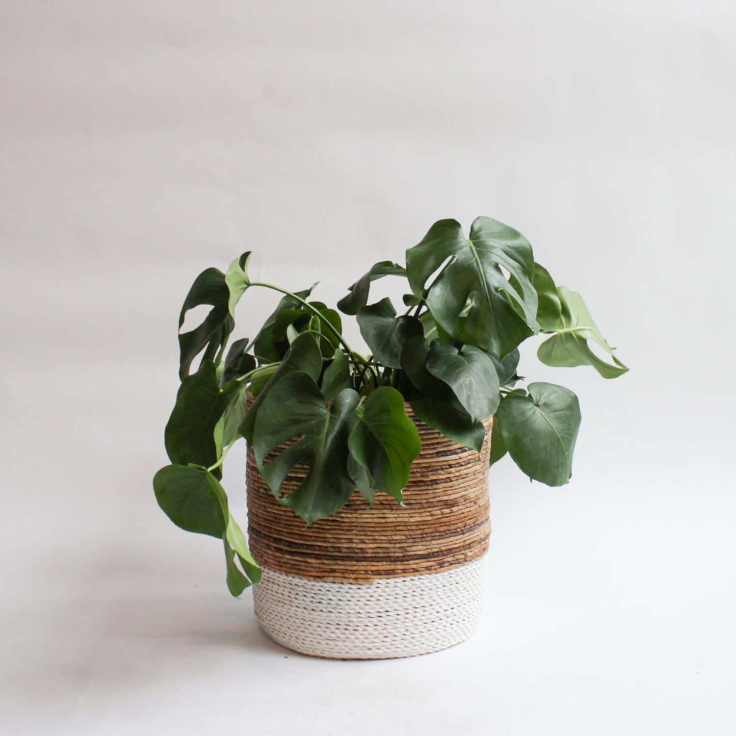 A green monstera plant in a woven cylindrical planter with a brown upper section and a white lower section, set against a plain light gray background.