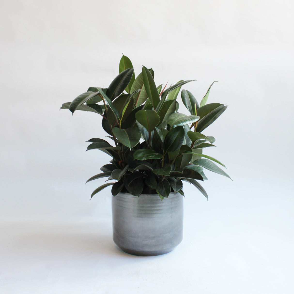 Ficus Elastica houseplant in grey ceramic planter 
