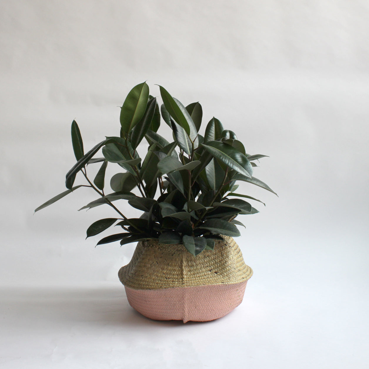 Ficus - Rubber Tree