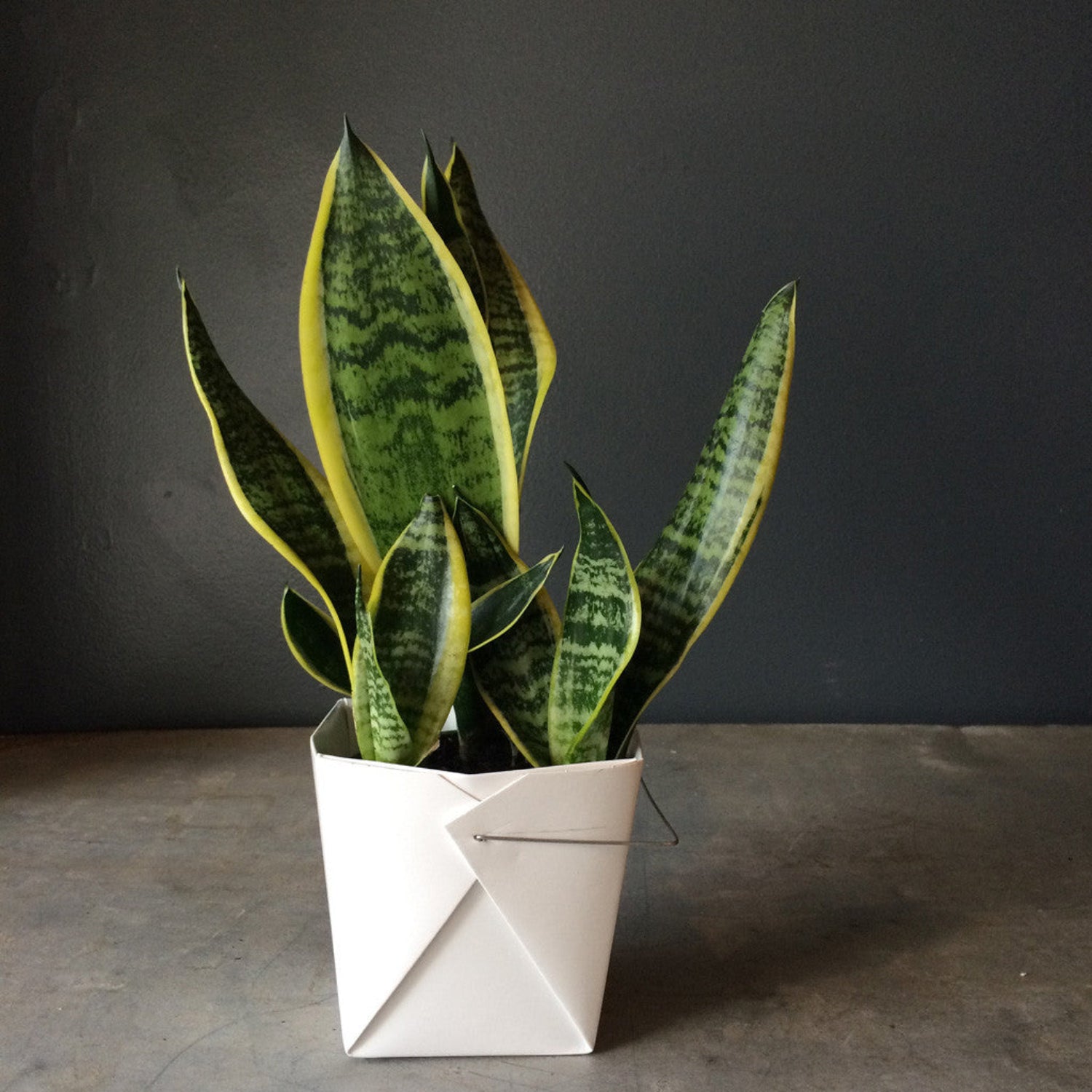 4 inch Sansevieria in small White paper box  