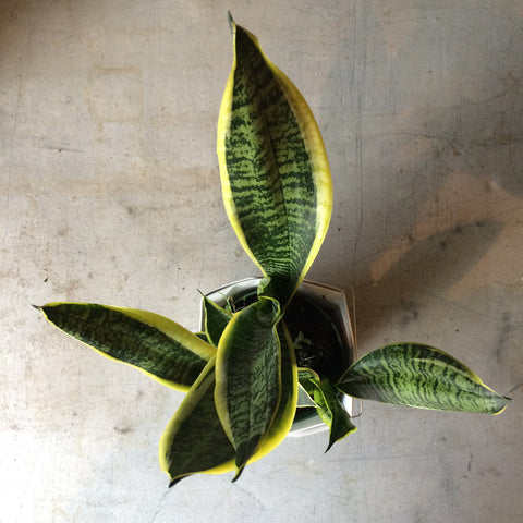 sansevieria black gold compacta Sansevieria