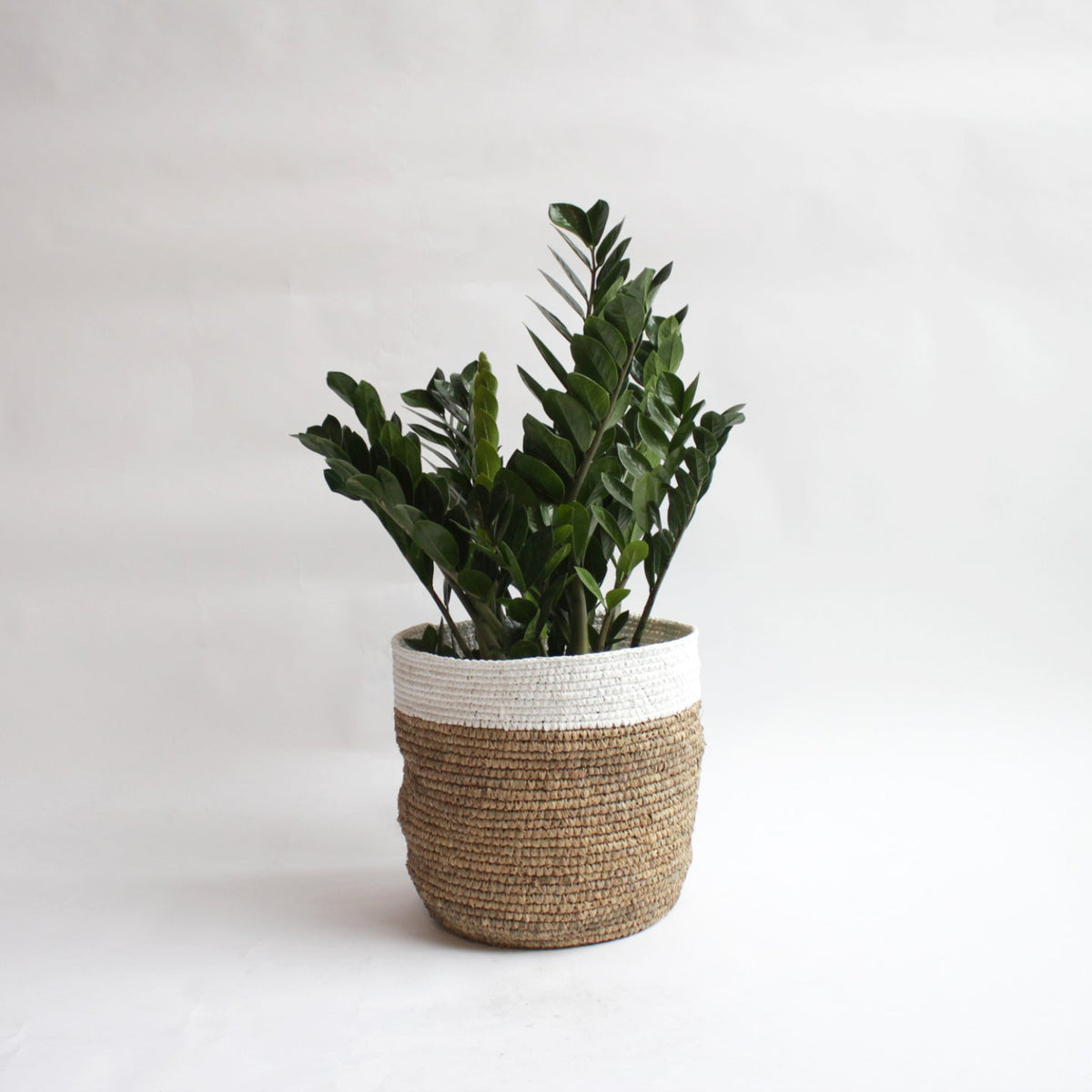 zz plant in woven basket 