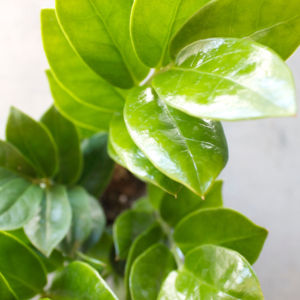 close up of zz plant foliage 